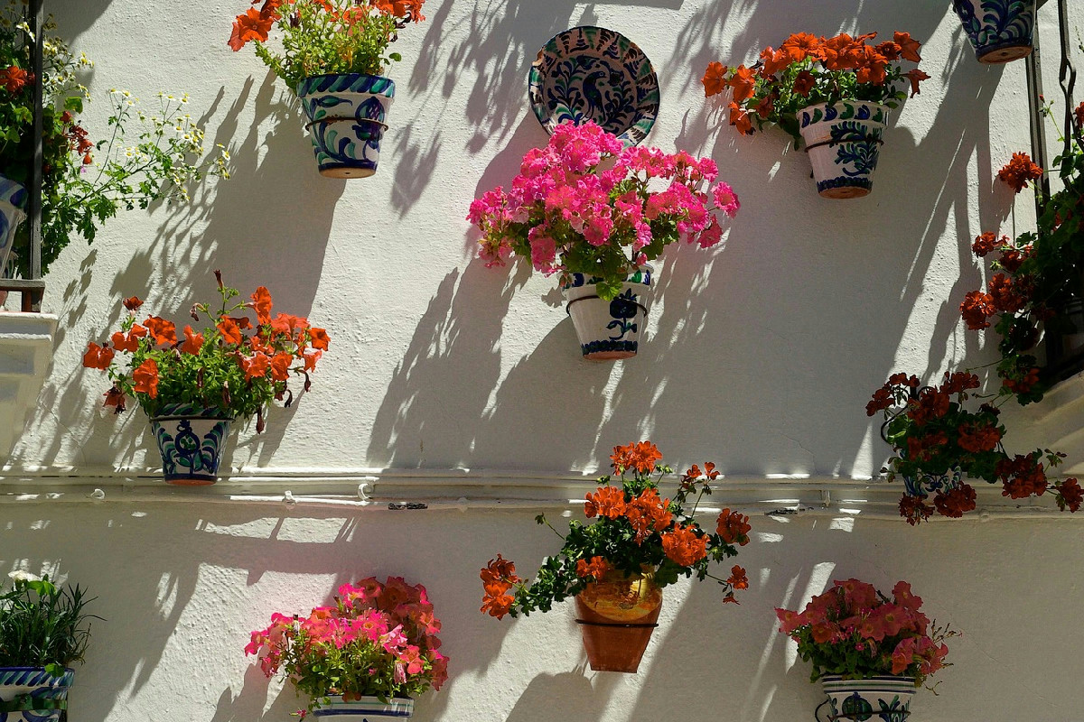 Quale bevanda comune favorisce naturalmente la crescita rigogliosa dei gerani in giardino