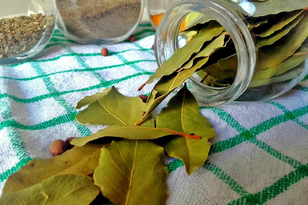 Il segreto delle foglie di alloro nelle scarpe per attrarre prosperità e fortuna economica